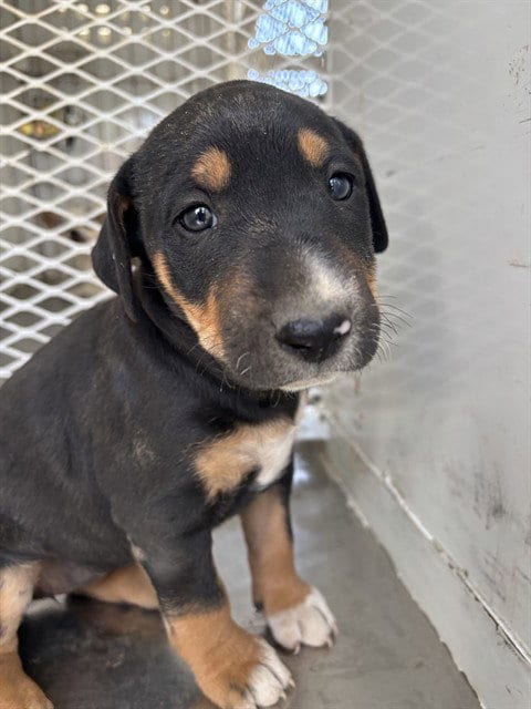 Photo of Raven, adoptable Bull Terrier in Bakersfield, California