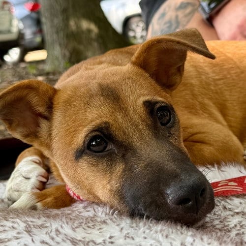 Photo of Holland, adoptable Terrier in Canton, Connecticut