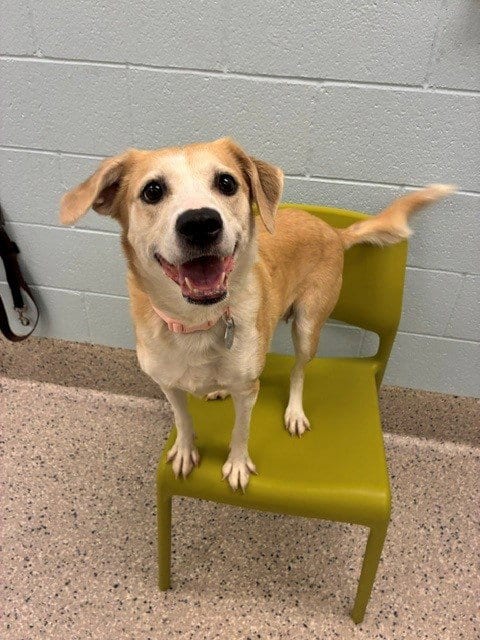 Photo of Piglet, adoptable Beagle in Brighton, Colorado