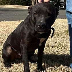 Photo of Libby, adoptable American Bulldog American Pit Bull Terrier in Liberty, South Carolina