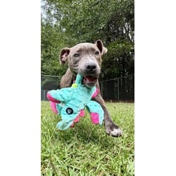 Photo of Zara, adoptable American Pit Bull Terrier in Washington, North Carolina