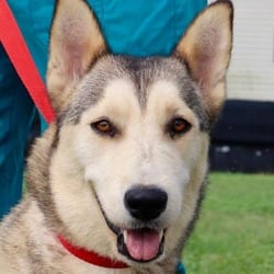 Photo of Simi JuM, adoptable Husky in Hartford, Connecticut