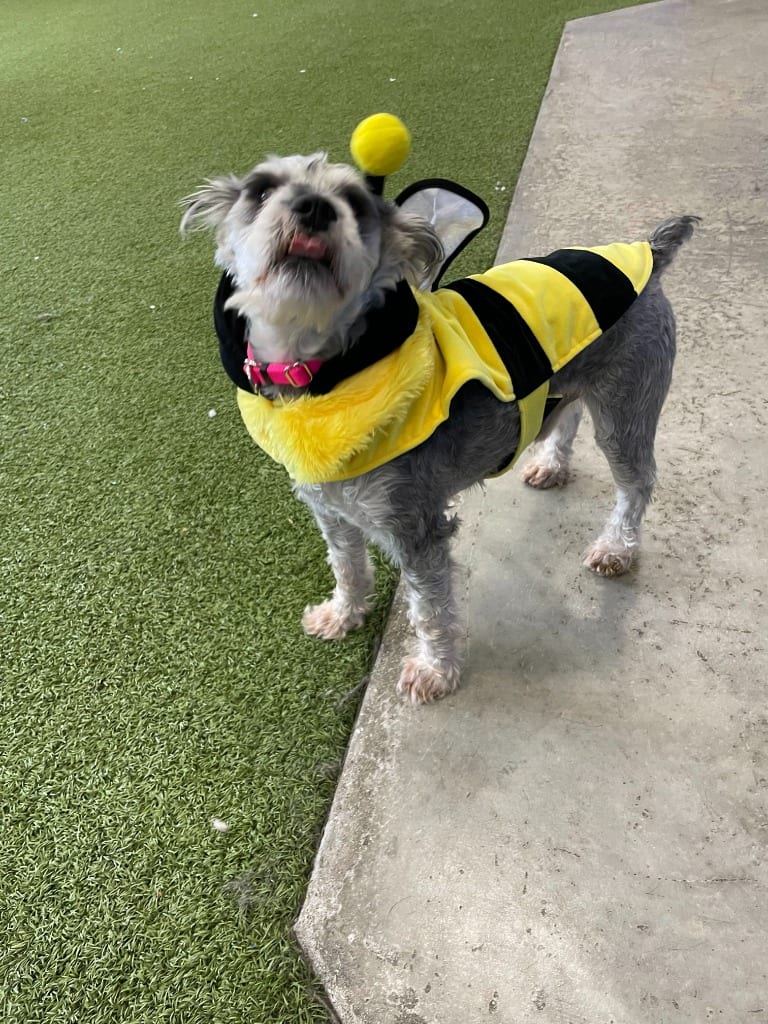 Photo of Elvis, adoptable dog in Minot, North Dakota