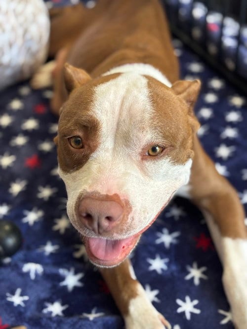 Photo of Dolly, adoptable American Staffordshire Terrier in San Diego, California