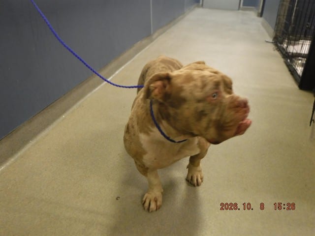 Photo of Willow, adoptable American Bulldog mix in Miami, Florida