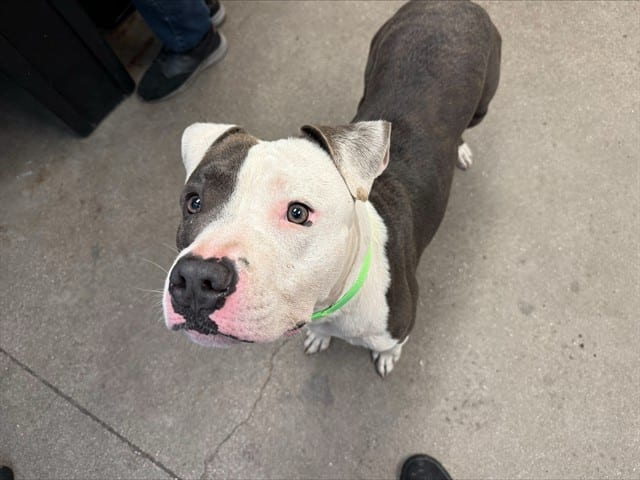 Photo of Lucas, adoptable dog
