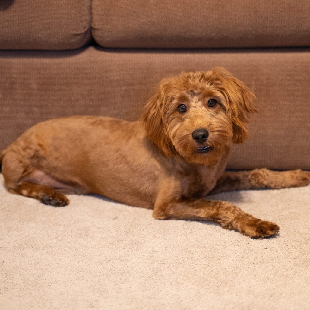 Photo of Bobby, adoptable Poodle, Miniature / Retriever, Golden in Santa Fe, Texas