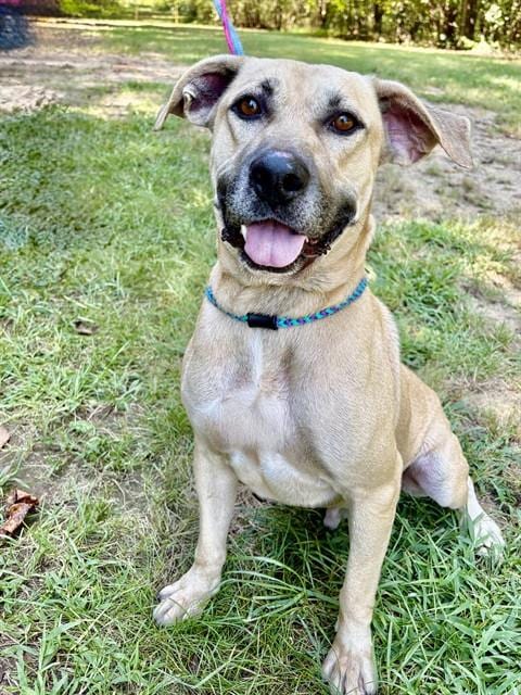 Photo of Tango, adoptable Labrador Retriever in Newton, North Carolina