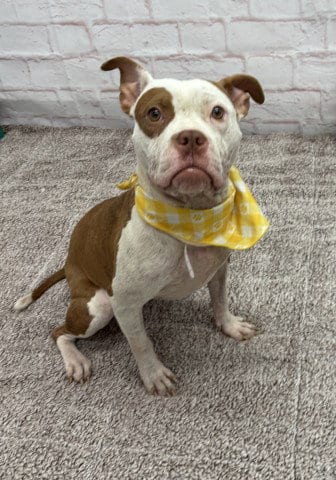 Photo of Alice Coop, adoptable American Staffordshire Terrier in Detroit, Michigan
