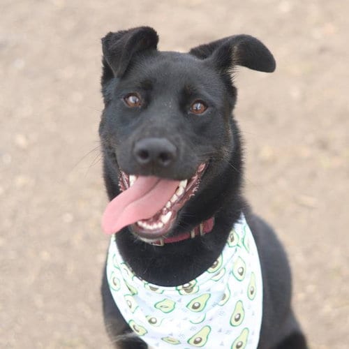 Photo of Luna, adoptable German Shepherd Dog in San Antonio, Texas
