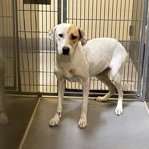 Photo of Peach, adoptable Pit Bull Terrier in Modesto, California