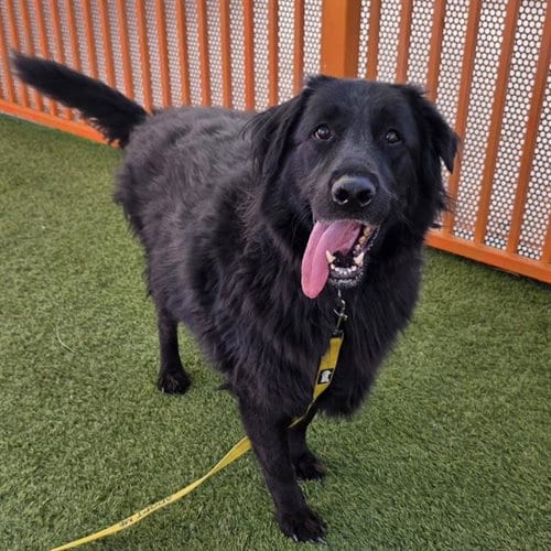 Photo of Gus Gus, adoptable Flat-coated Retriever in Las Vegas, Nevada