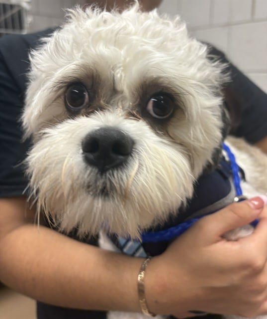 Photo of Osi, adoptable Shih Tzu and Poodle - Miniature in Chicago, Illinois