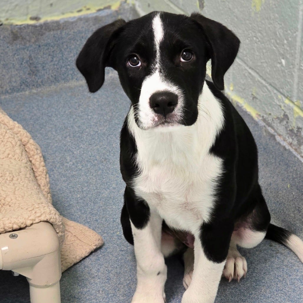 Photo of Waylon, adoptable Hound, Plott in East Hanover, New Jersey