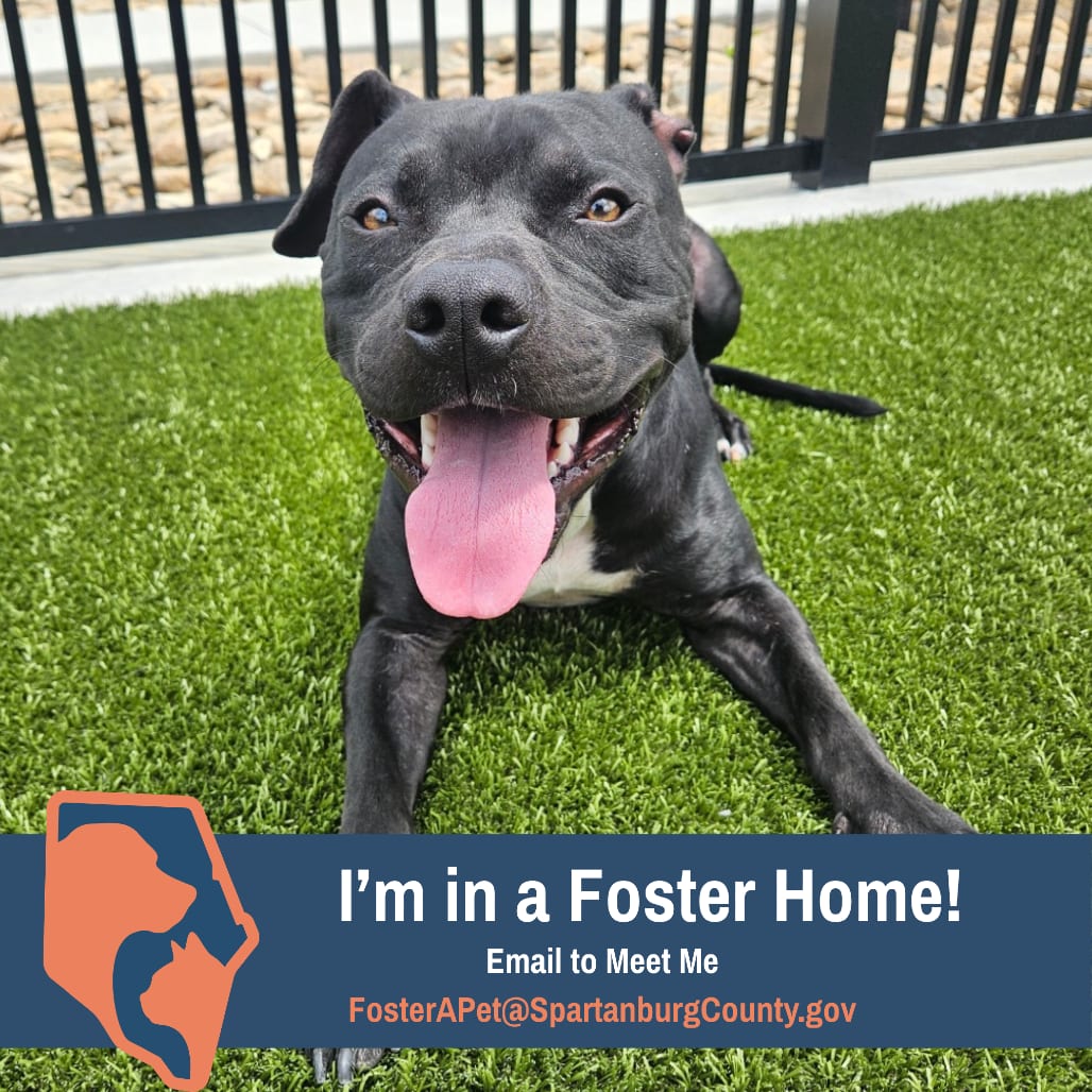Photo of Romeo, adoptable Terrier, Pit Bull in Spartanburg, South Carolina