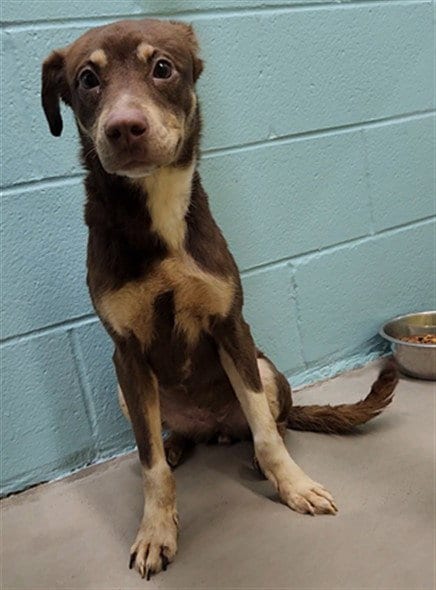 Photo of Roxy, adoptable Labrador Retriever in Temple, Texas
