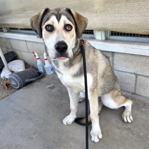 Photo of Amberlyn, adoptable Siberian Husky in Long Beach, California