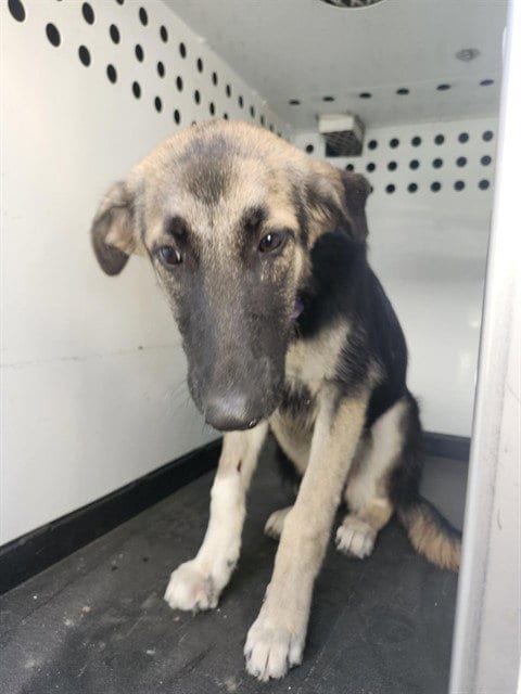 Photo of A171859, adoptable German Shepherd Dog in Bakersfield, California
