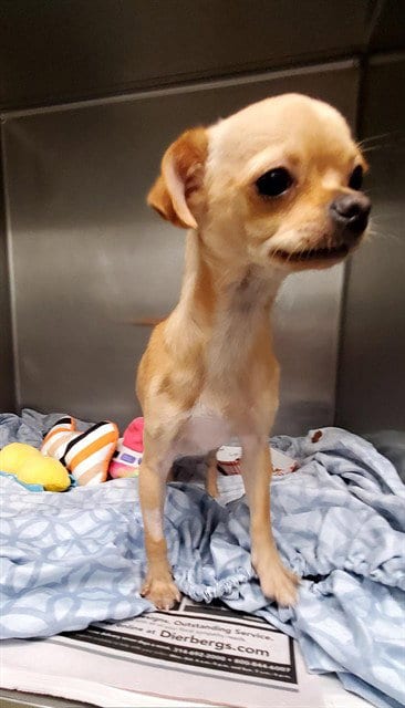 Photo of Bubble, adoptable Chihuahua in St Louis, Missouri
