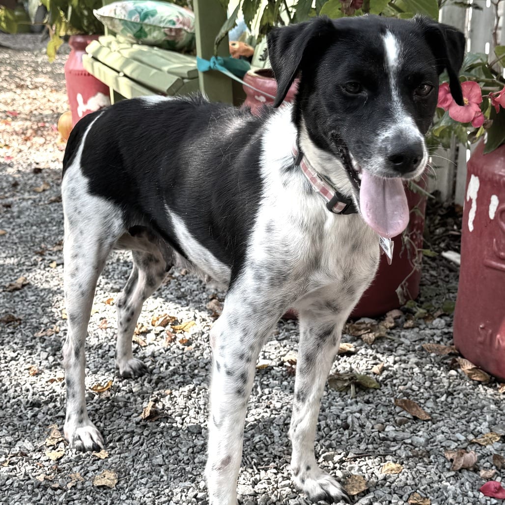 Photo of Bethany, adoptable Pointer in Wake Forest, North Carolina