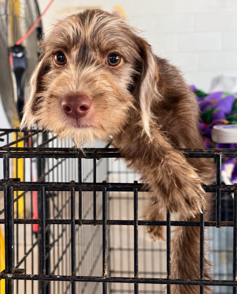 Photo of Ferrari, adoptable Wirehaired Terrier in West Bloomfield, Michigan