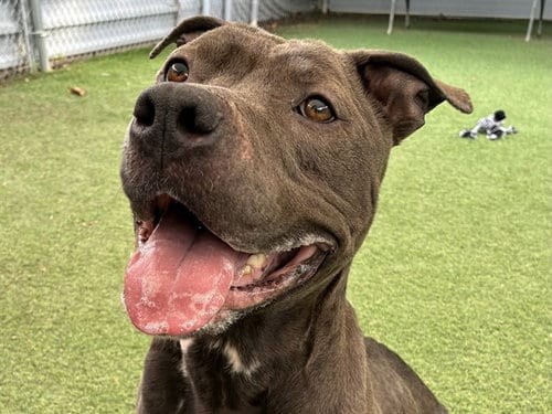 Photo of Nyle, adoptable Pit Bull Terrier in Ojai, California