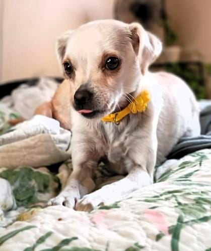 Photo of Aunt May Pawrker, adoptable Chihuahua in Oakley, California
