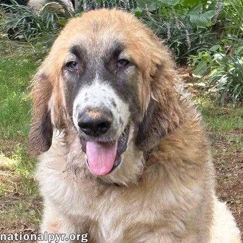 Photo of Macintosh in VA - Loves Squeaky Toys, adoptable Great Pyrenees in Beacon, New York