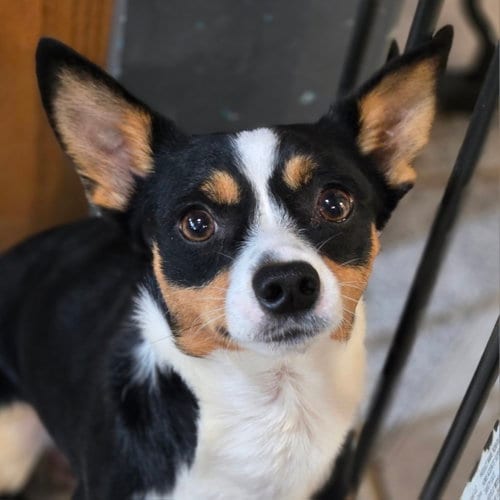 Photo of Eddie, adoptable Rat Terrier in Normal, Illinois