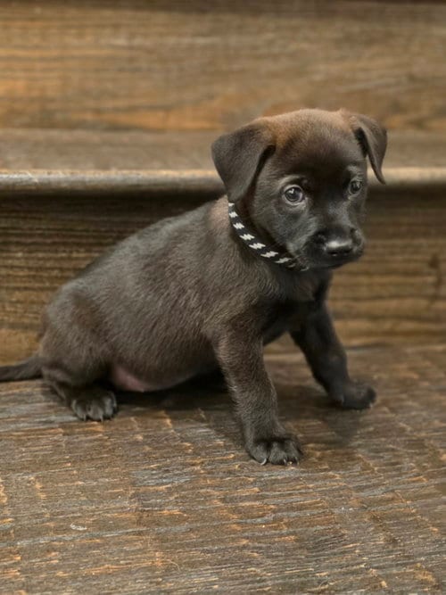 Photo of Grizzly, adoptable Labrador Retriever in The Woodlands, Texas