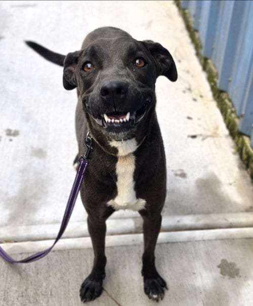 Photo of Nova, adoptable Labrador Retriever in Blacksburg, South Carolina