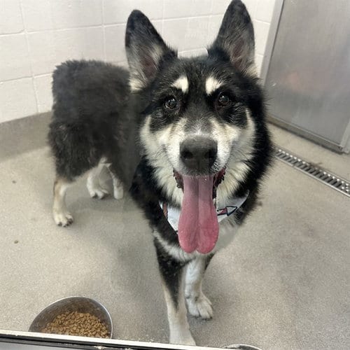 Photo of Caine, adoptable German Shepherd Dog in Mesa, Arizona