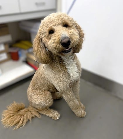 Photo of Oso, adoptable Retriever, Golden/Poodle, Standard in Bakersfield, California