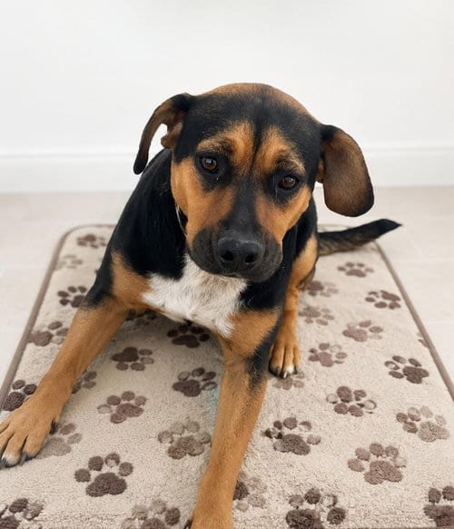 Photo of Camila, adoptable German Shepherd Dog in Vancouver, Washington