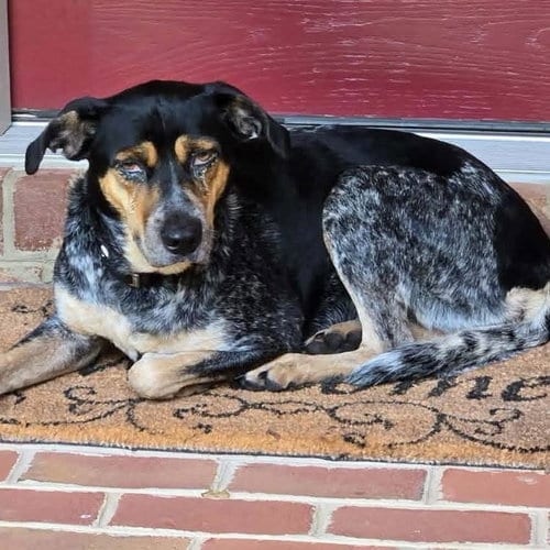 Photo of Angel - At shelter available 10/16, adoptable Australian Cattle Dog/Blue Heeler in Rustburg, Virginia
