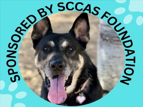 Photo of Jefferson, adoptable German Shepherd Dog in Santa Cruz, California