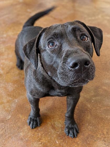 Photo of Inspector Paws, adoptable Retriever in New Orleans, Louisiana