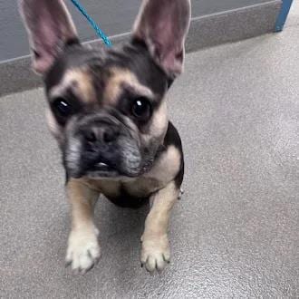 Photo of Splinter, adoptable French Bulldog in Las Vegas, Nevada