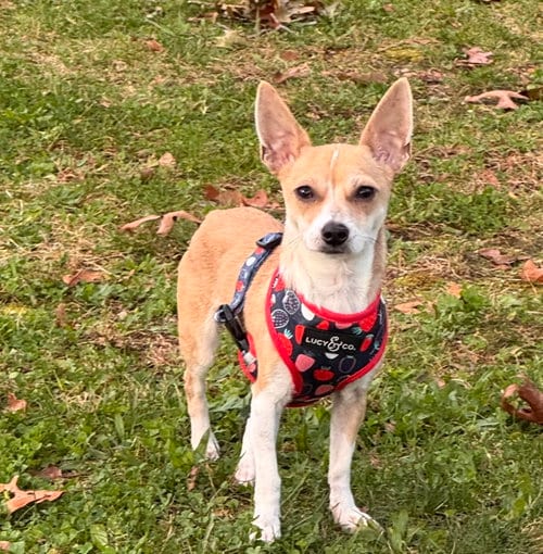 Photo of Faith, adoptable Chihuahua in North Babylon, New York
