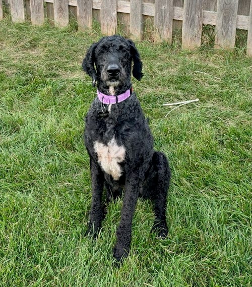 Photo of Sirius, adoptable Poodle (unknown type) in Gilberts, Illinois
