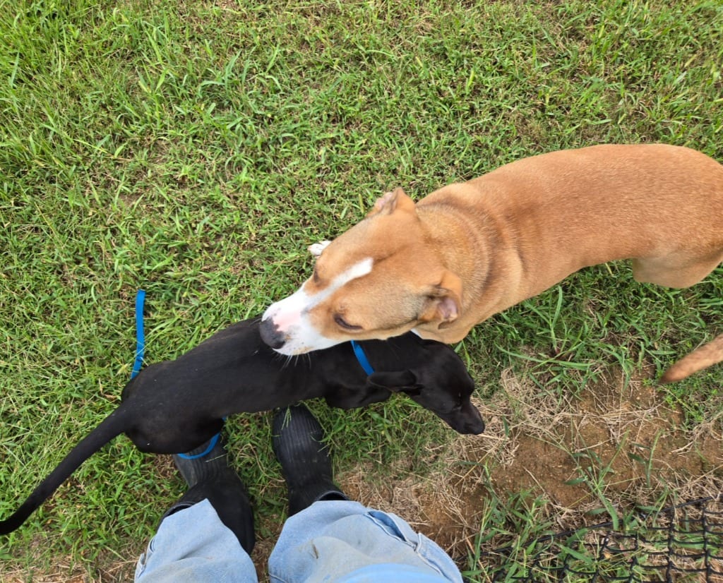 Photo of Cinderella, adoptable Dachshund in Douglasville, Georgia