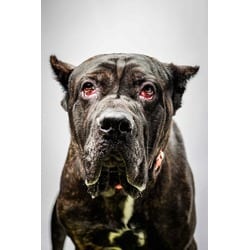 Photo of Bowser, adoptable Cane Corso in Wantagh, New York