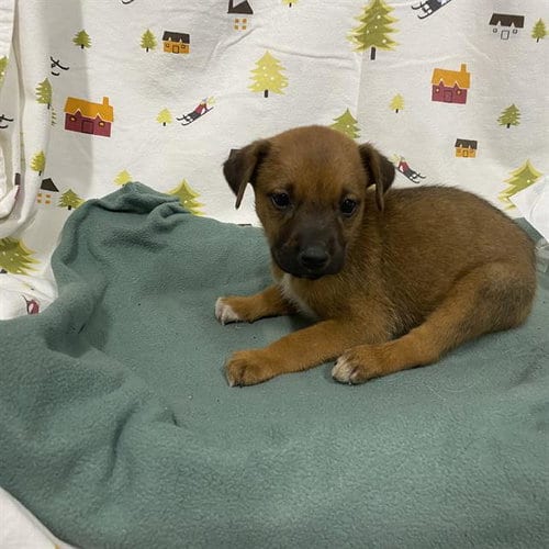 Photo of A614382, adoptable German Shepherd Dog in Modesto, California