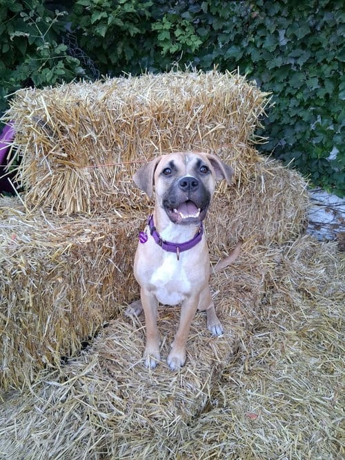 Photo of Goofy Goose, adoptable Boxer in Robbinsdale, Minnesota