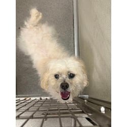 Photo of Fluffy, adoptable Lhasa Apso in Wantagh, New York