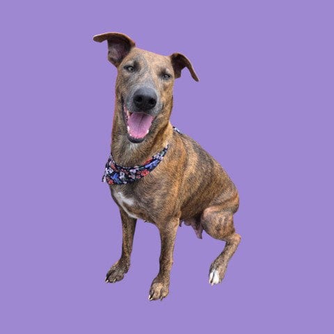 Photo of Momma, adoptable Doberman Pinscher in Bakersfield, California