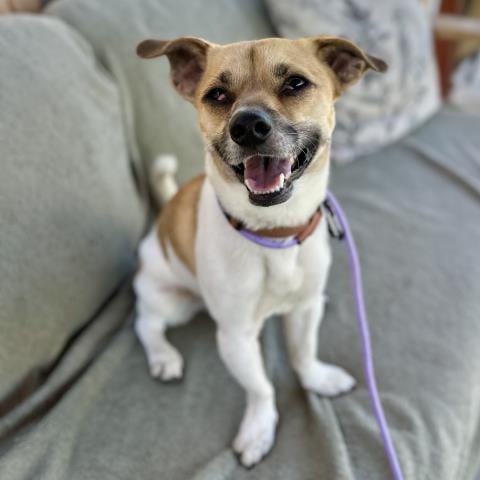 Photo of Pinto Bean, adoptable Chihuahua in Camarillo, California