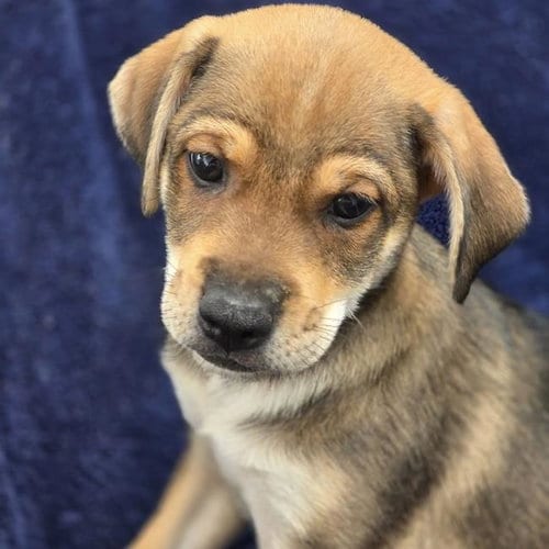 Photo of Phoenix Pup - Pinal, adoptable Chihuahua in San Diego, California
