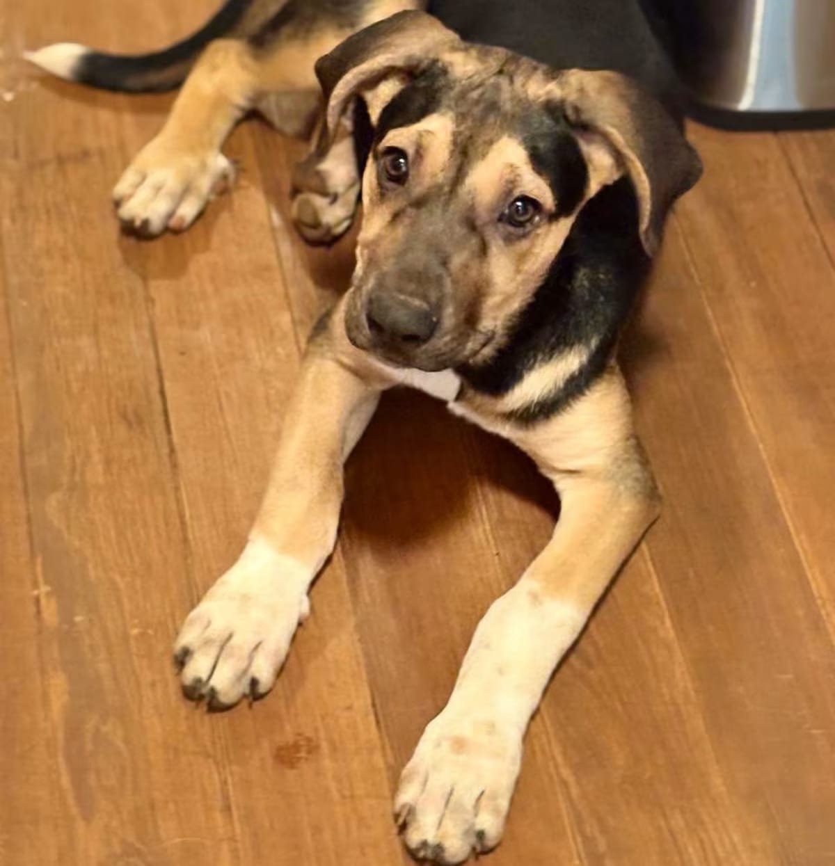 Photo of Esme, adoptable Coonhound (Unknown Type) in Tyler, Texas
