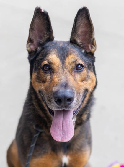 Photo of Sandler, adoptable dog in Chamblee, Georgia